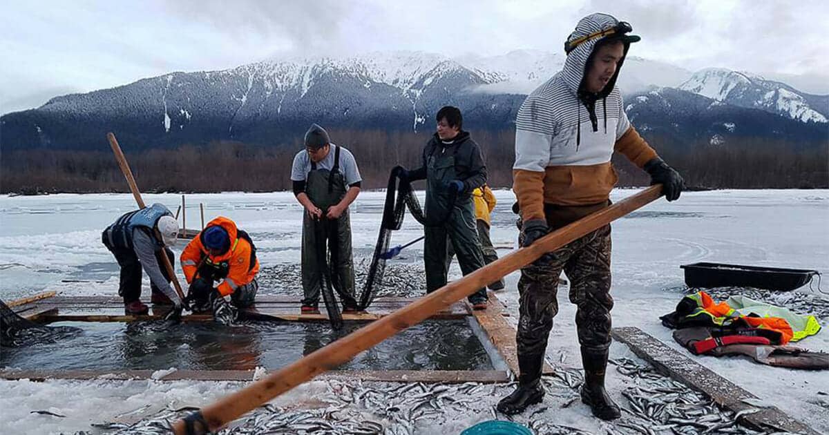 Nisga’a Oolichan Harvesting Featured in New Educational Resource Book