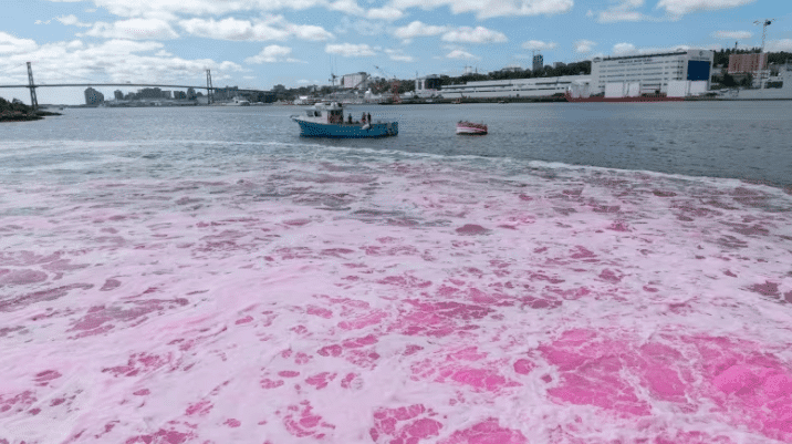 Dyeing the Halifax harbour pink to help fight climate change